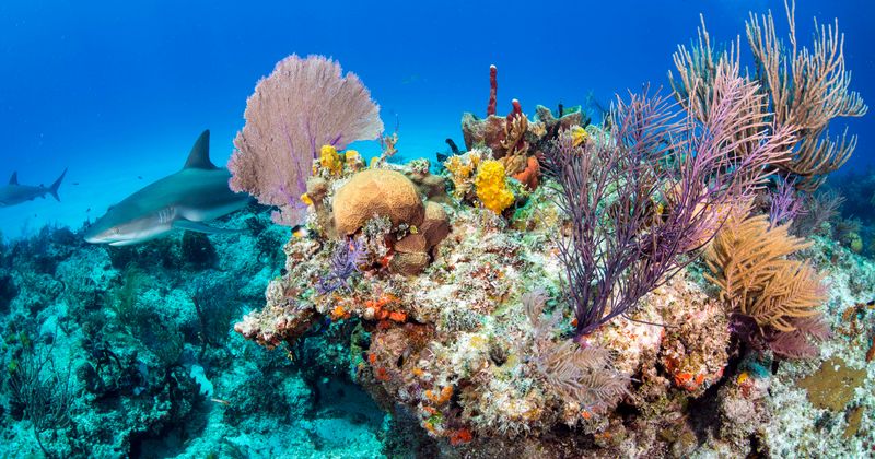 A new disease, likely fuelled by climate change, killing coral reefs in Western Pacific Ocean
