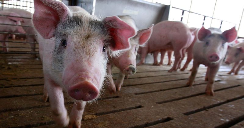 Doctors find 700 tapeworms living in man's brain, chest and lungs after he consumes undercooked pork