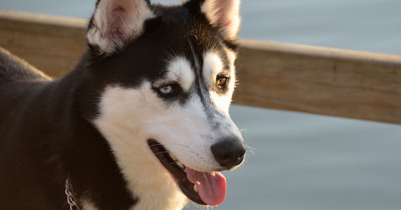 Husky bites off four-year-old boy's hand after he stuck it through fence to play with the dog