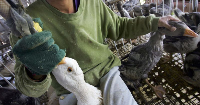 Sale of foie gras banned in New York after Mayor Bill de Blasio signs anti-cruelty bill