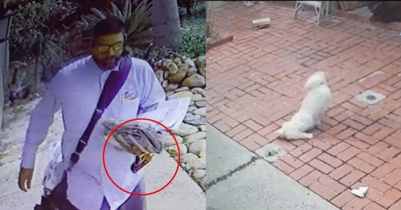Family horrified as postman is seen dousing their rescue dog in pepper spray on each visit without provocation