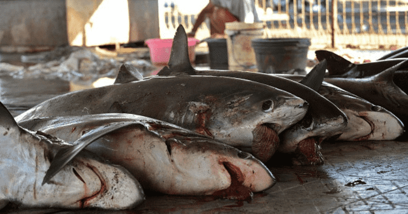 New Jersey set to be 13th state to ban shark fin trade as bill awaits governor's signature