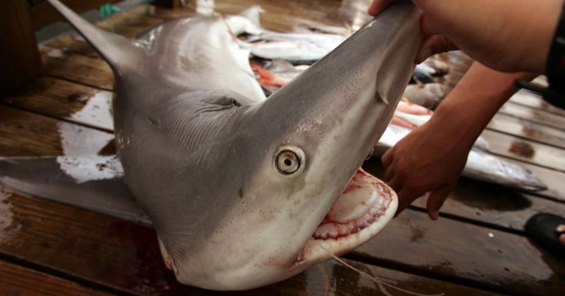 New Jersey set to be 13th state to ban shark fin trade as bill awaits governor's signature