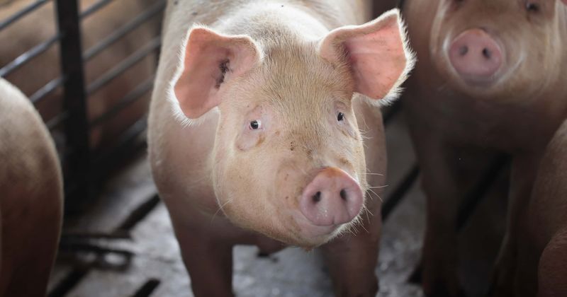 Motorists stunned as pig with G-string is bizarrely strapped to top of truck while being transported