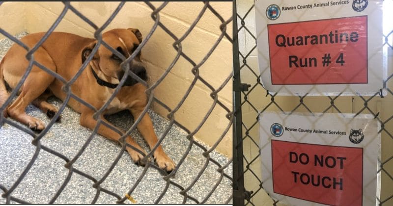 Six-month-old baby boy mauled to death by babysitter's boxer-pit bull mix while she was cleaning her car
