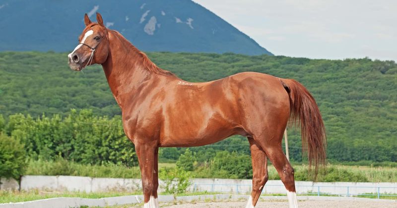 Horse writhes in pain as ruthless owners tie and drag him behind moving truck in Colorado