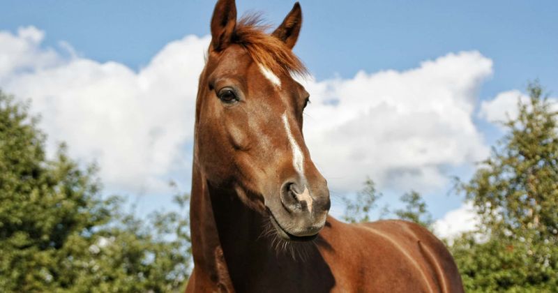 Horse writhes in pain as ruthless owners tie and drag him behind moving truck in Colorado
