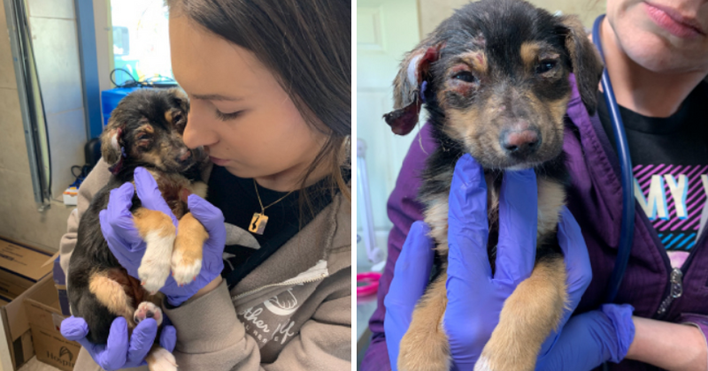Puppy 'burnt to a crisp' using chemicals and dumped in a garbage bag outside McDonald's outlet