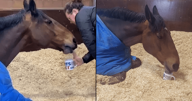 Pampered police horse Jake refuses to start his day without his morning cup of tea... with skim milk and two spoons of sugar