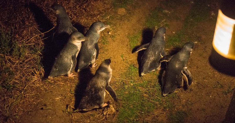 Dogs that kill penguins to be put down, owners to be fined over $5,000 in response to alarming population decline