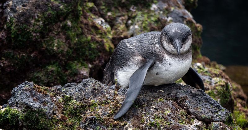 Dogs that kill penguins to be put down, owners to be fined over $5,000 in response to alarming population decline