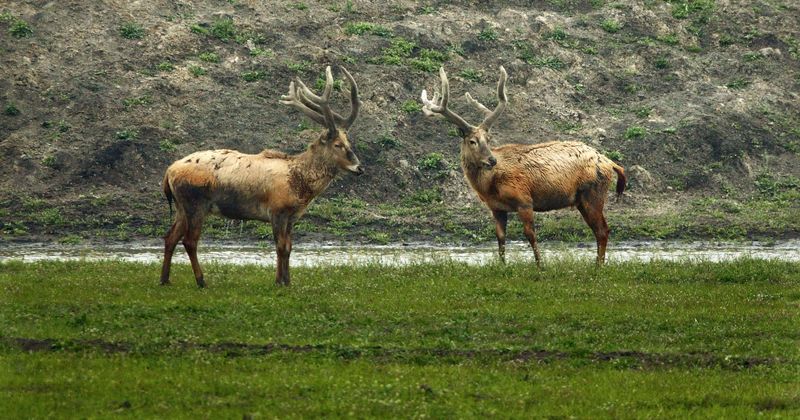 104-year-old Wisconsin mother becomes oldest woman to ever harvest a deer: 'I got a buck!'
