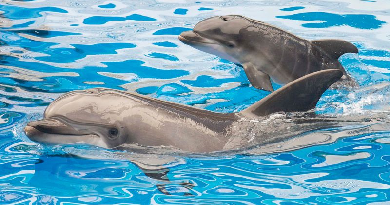 Girl, 10, left bloodied and bruised after two bottlenose dolphins attack and drag her underwater during holiday