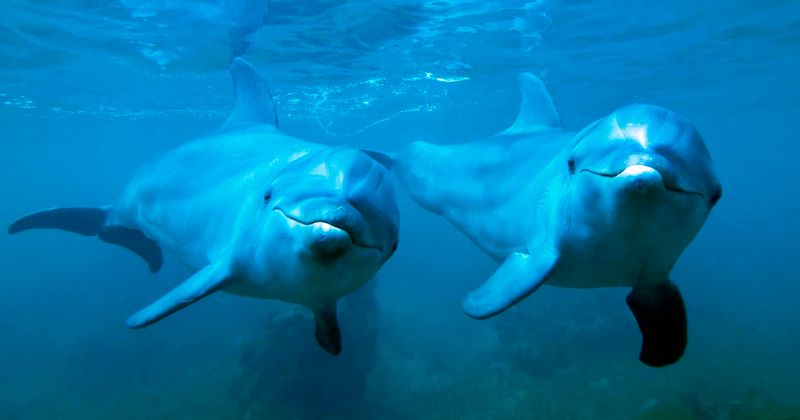 Girl, 10, left bloodied and bruised after two bottlenose dolphins attack and drag her underwater during holiday
