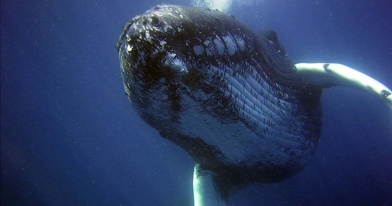 In fight against climate change, one whale is worth thousands of trees and can suck 33 tonnes of CO2 from atmosphere: Study