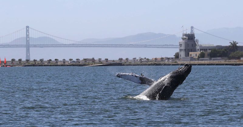 In fight against climate change, one whale is worth thousands of trees and can suck 33 tonnes of CO2 from atmosphere: Study