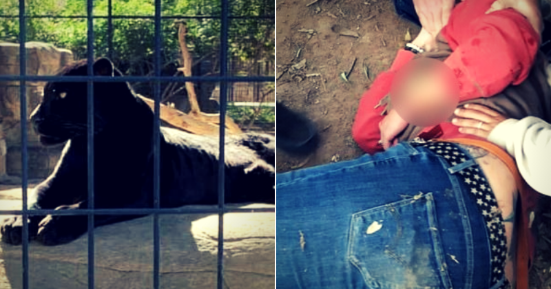 Woman severely mauled by jaguar after she crosses the zoo barrier to click a selfie with it