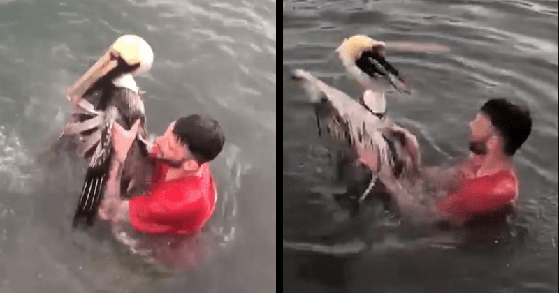 Maryland man shares a video of him grabbing a brown pelican and sinking it underwater, sparks outrage