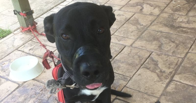 Dog dies after left tied to a pole with no water and food in searing 31 degrees heat