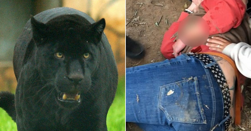 Jaguar that injured woman after she crossed barrier to take selfie will not be put down, say zoo officials