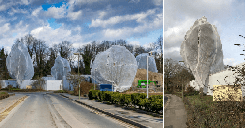 Developers cover trees in massive nets to bend rules which prevent cutting down trees with nesting birds