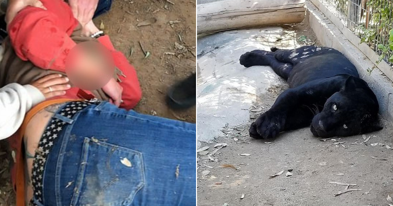 Woman who was injured while taking selfie with jaguar says zoo should move their fence back