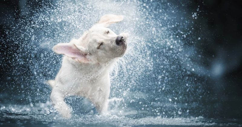 California man drowns during heroic attempt to save three dogs from frozen lake on Thanksgiving day