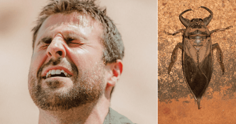 'Kings of Pain': Adam Thorn almost faints after risking his life and getting stung by a scorpionfish