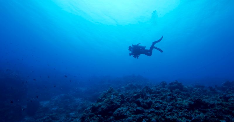Ocean Dead Zones: The silent killers of marine life are expanding and have increased exponentially since the 1960s