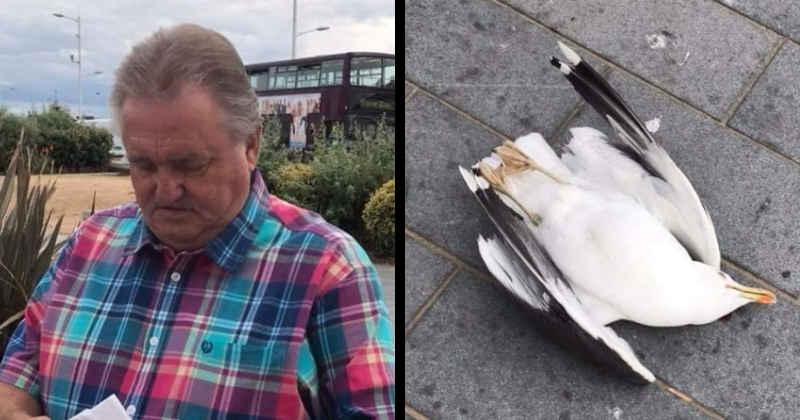 British man kills protected seagull in front of horrified children by smashing it against a wall only because it stole his chips