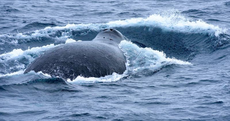 Bowhead whales can live for 268 years, shows new Lifespan Clock that can predict how long an animal will live based on its DNA