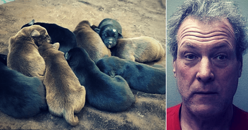 Wisconsin man, 56, ties up and throws eight newborn puppies into the trash before they are rescued by passerby who heard their cries
