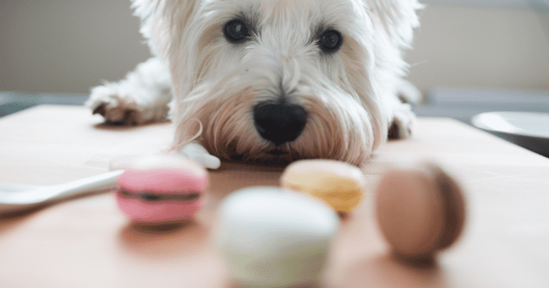 Dogs use a similar part of their brain as humans to process numbers, they don't need to be trained for this, shows study