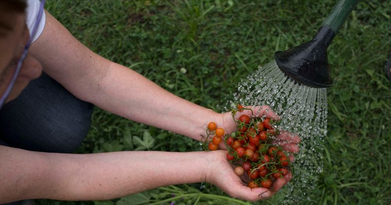 Newly-designed tomatoes that grow atop skyscrapers or even in space can check land abuse