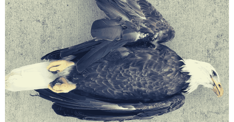 Bald eagle dies of gunshot wound in Indiana, officials announce reward to find killer