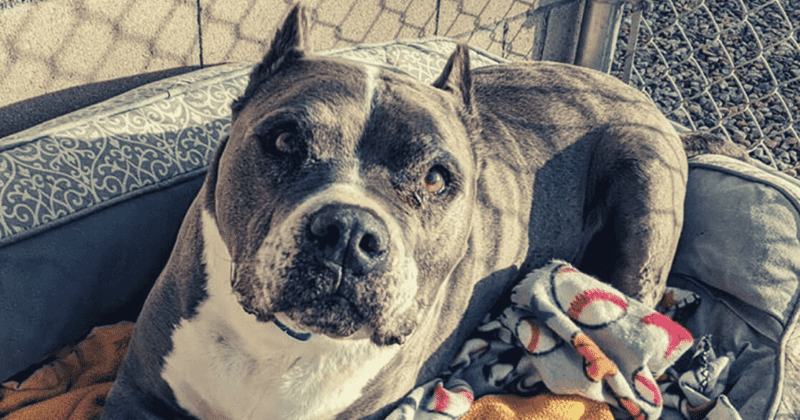 Adorable pit bull finds family days before Christmas after spending five years at California shelter