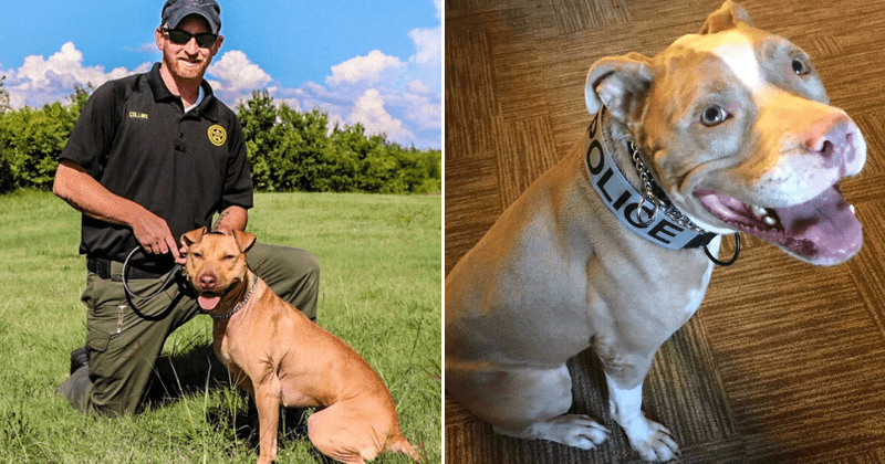 'Pit bulls' that would have been euthanized in shelters are being recruited by law enforcement as K9 dogs
