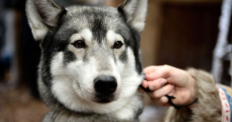 Pet dog dies in cargo hold of Air France-KLM plane after getting suffocated during non-stop 11-hour flight