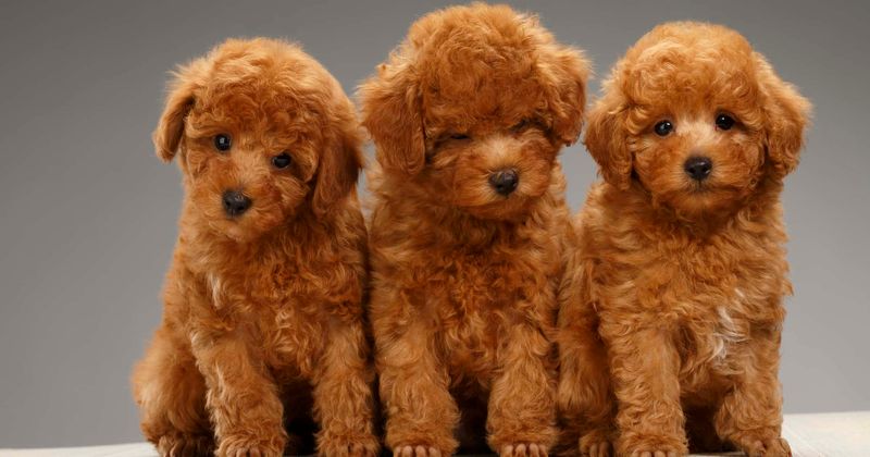 Mother of four spends $50K to clone beloved toy poodle resulting in three identical pups