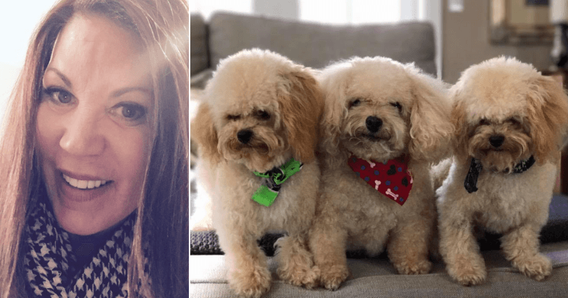 Mother of four spends $50K to clone beloved toy poodle resulting in three identical pups