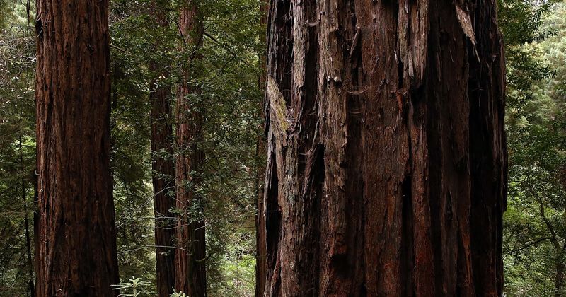28-year-old hiker killed by 200-foot redwood tree that fell on him at California national park on Christmas Eve