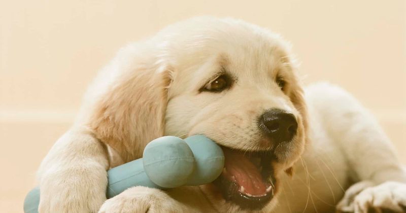 Blind 11-year-old golden retriever finds 'best bud' and 'seeing-eye' in energetic four-month-old puppy