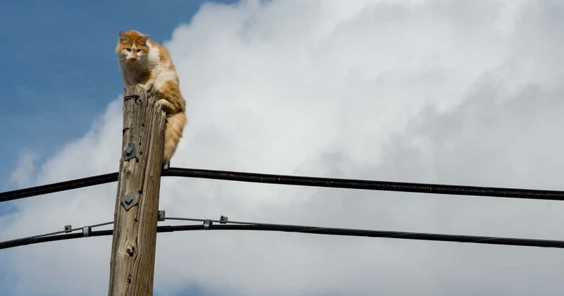 Verizon worker rescues cat stranded on telephone pole, gets suspended for 'putting lives in jeopardy'