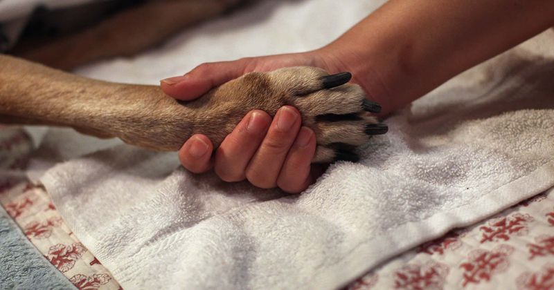 Homeless man who slipped into coma after he was assaulted cries during reunion with pet dog moments before dying