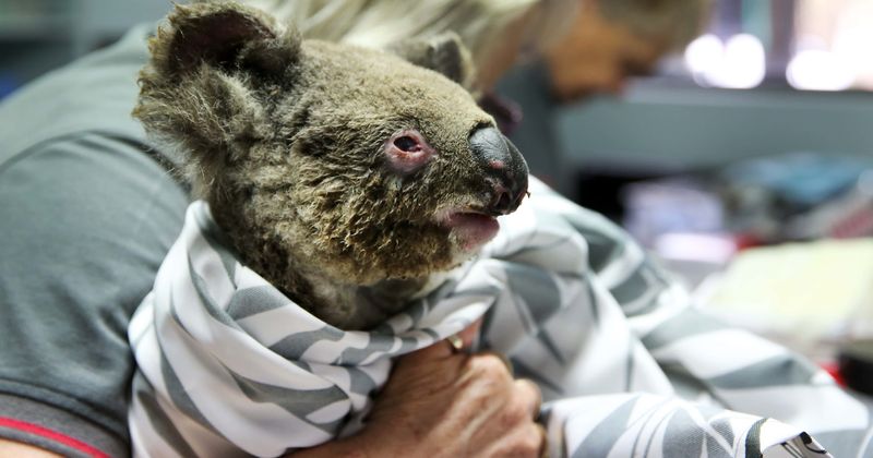 Half a billion animals including 8,000 koalas feared dead in devastating Australian bushfires