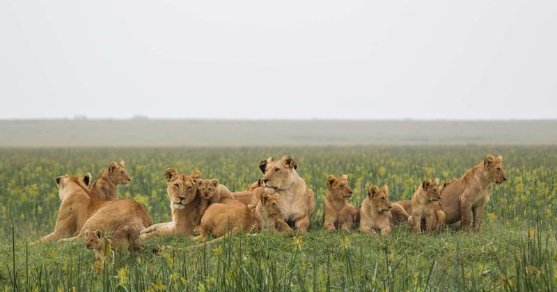 Poachers poison 16 lions, hack off faces and paws to sell claws and teeth for black magic potions