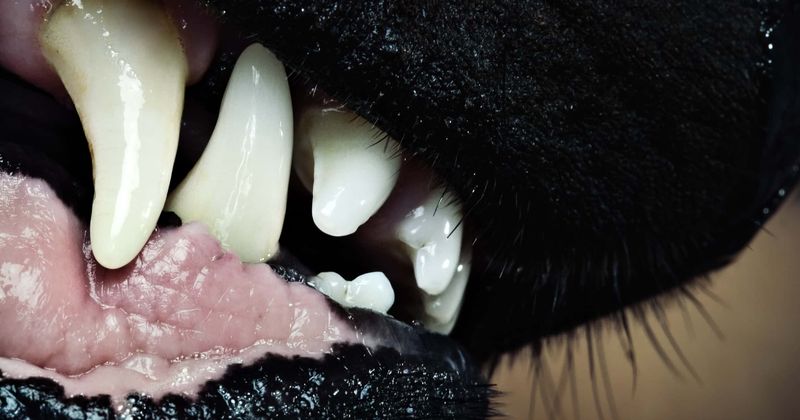 One of world's 'ugliest' dogs, which had cataract and no teeth, dies of pancreatitis aged 16
