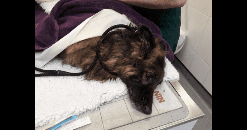 Man and woman tie large rock to dog's neck and throw her into river, get arrested