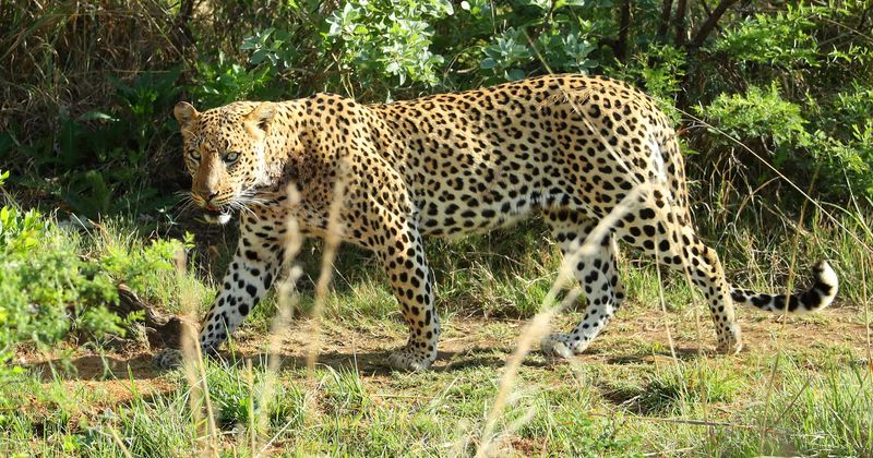 Poachers kill endangered leopard, hack off paws, pull out teeth and dump carcass at national park canal
