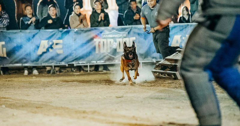 'America's Top Dog': Oldest boy Falco proves age is just a number as he beats a SWAT dog and a 'Live PD' favorite